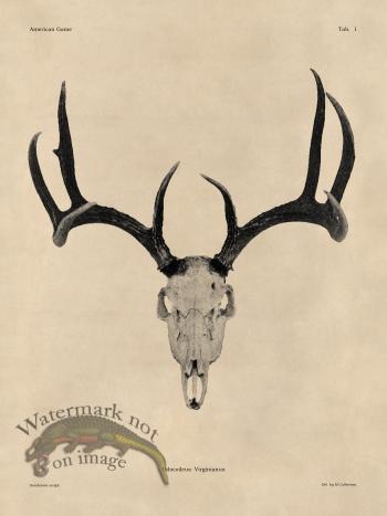 Tan Bones 01 White Tail